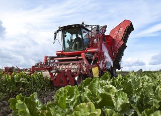 Beet fertilization calendar - why is it worth fertilizing in accordance with the natural growth of sugar beets?
